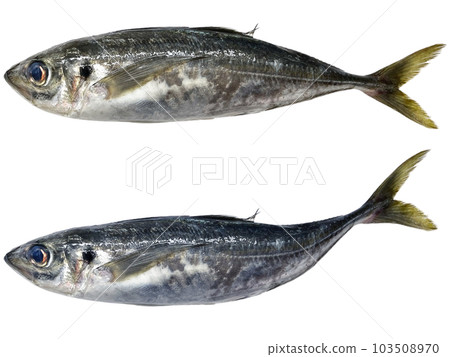 [PNG transparent material] Freshly caught horse mackerel 103508970