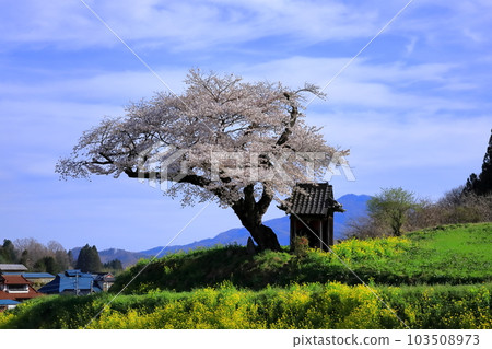 Ozawa Cherry Blossoms / Tamura City, Fukushima Prefecture 103508973