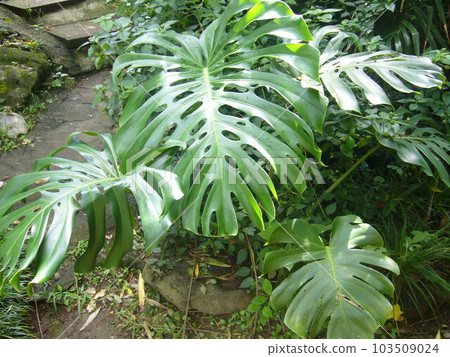 Izutoshita 103509024