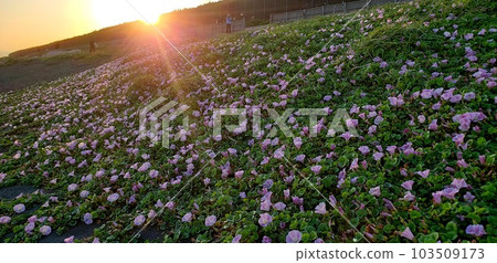 Hamahiga blooming on the beach of Chigasaki Beach in early summer [May] 103509173