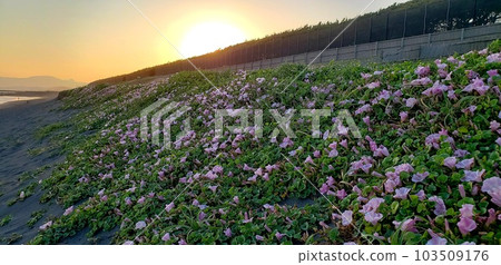 Bindweed blooming on the Chigasaki coast in early summer [May] 103509176