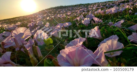 Bindweed blooming on the Chigasaki coast in early summer [May] 103509179