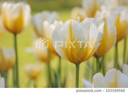 漂亮的黃色鬱金香 103509560