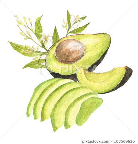 Watercolor botanical illustration of avocado hass and cutted avocado with pit and flowers, isolated 103509620