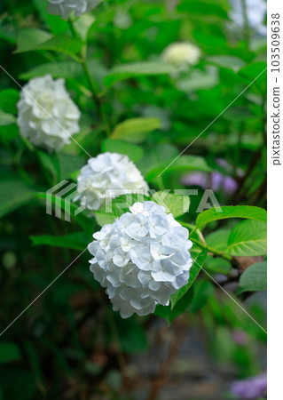 hydrangea hydrangea 103509638