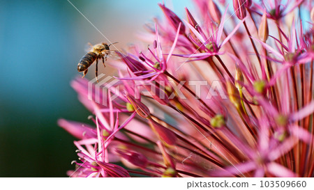 Bee collecting pollen and nectar from an ornamental garlic flower, macro shot 103509660