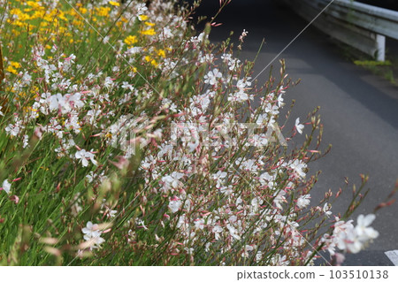 春天公園裡盛開的白色 gaura（白色蝴蝶草）花 103510138