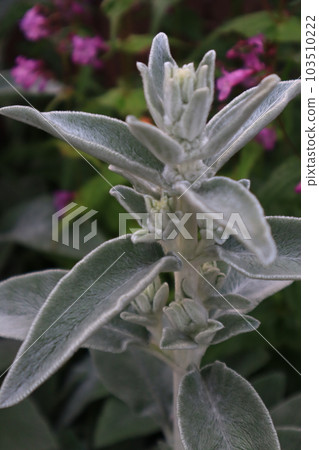 羊耳植物 103510222