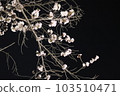beautiful night cherry blossoms 103510471