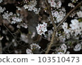 beautiful night cherry blossoms 103510473