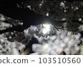 beautiful night cherry blossoms 103510560