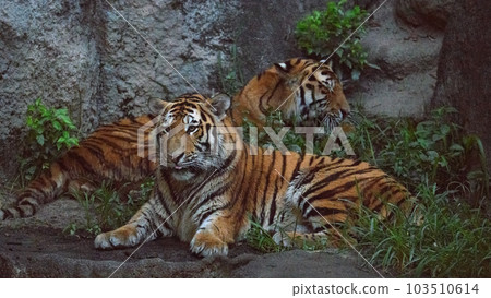 夜間動物園東北虎兄弟 103510614