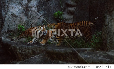 夜間動物園東北虎三兄妹 103510615