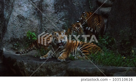 夜間動物園東北虎三兄妹 夜間動物園東北虎三兄妹 103510616