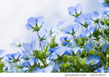 Nemophila looking up with a sense of transparency 103510637