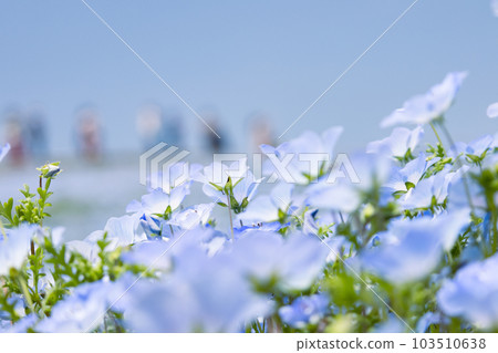 Nemophila looking up with a sense of transparency 103510638