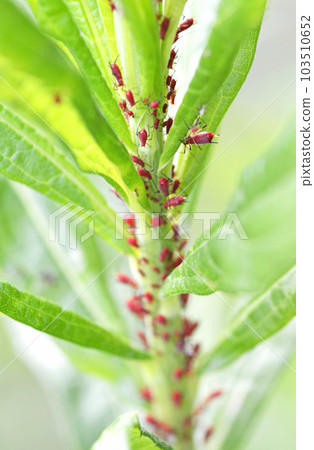 Solidago apidus aphid 103510652