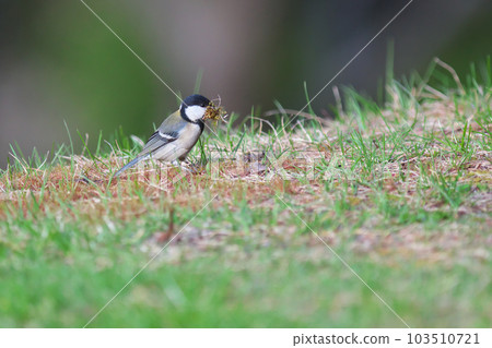 大山雀收集築巢材料 103510721