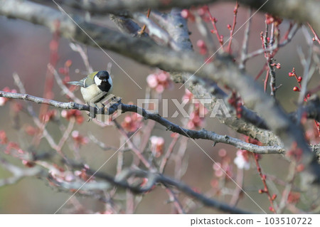 大山雀在李子樹上覓食 大山雀在李子樹上覓食 103510722