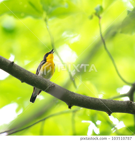 A singing flycatcher perched on a branch in the forest A singing flycatcher perched on a branch in the forest 103510787
