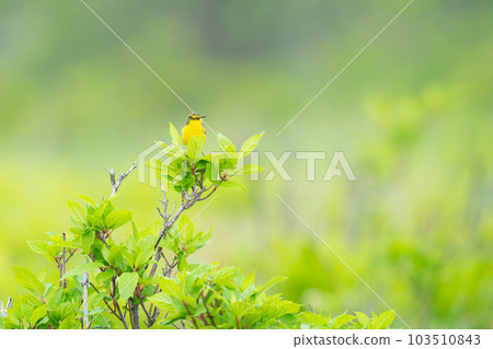 A long-tailed wagtail resting on a tree branch 103510843