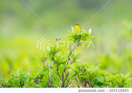 A long-tailed wagtail resting on a tree branch 103510845