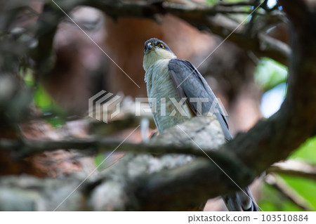 A sparrowhawk perched on a tree branch and observing the surroundings A sparrowhawk perched on a tree branch and observing the surroundings 103510884