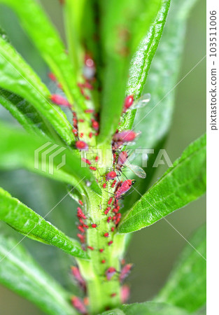 Solidago apidus aphid Solidago apidus aphid 103511006