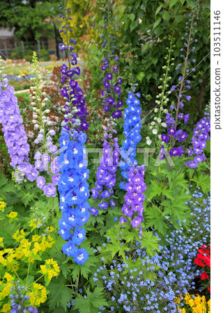 Delphinium 103511146