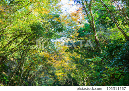 埼玉縣常木川町]桑巴谷 103511367