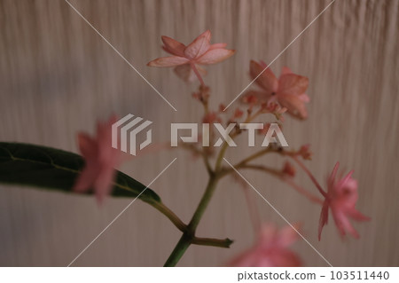 Hydrangea 1269 103511440