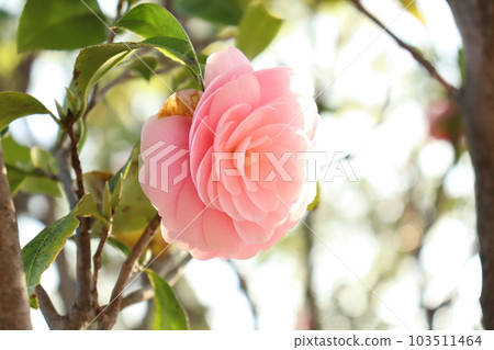 半透明日本山茶花 半透明日本山茶花 103511464