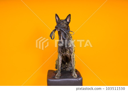 Dutch shepherd dog and leash in the teeth, studio shot Dutch shepherd dog and leash in the teeth, studio shot 103511530