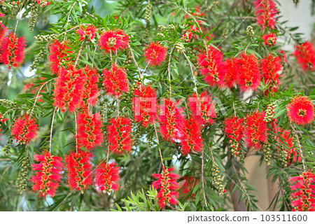 Brush cockroach Brush cockroach 103511600