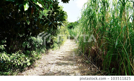 沖繩縣伊是名島Samure Road 沖繩縣伊是名島Samure Road 103511825