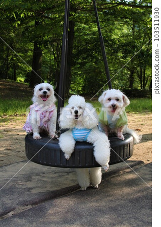 A heartwarming scenery of three dogs, a toy poodle, a maltese and a mixed dog, looking at each other with a smile on a tire swing 103511930