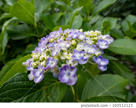 像爆米花一樣開花的烏祖繡球花(Otafuku 繡球花) 像爆米花一樣開花的烏祖繡球花(Otafuku 繡球花) 103512123