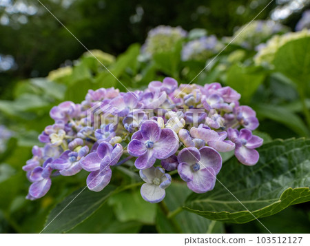 Uzu hydrangea (Otafuku hydrangea) that blooms like popcorn Uzu hydrangea (Otafuku hydrangea) that blooms like popcorn 103512127
