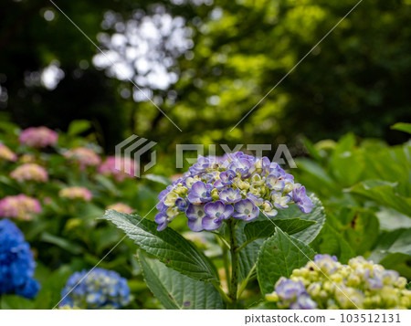 Uzu hydrangea (Otafuku hydrangea) that blooms like popcorn 103512131