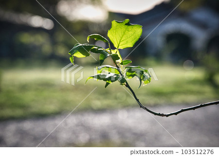 在春天的陽光下閃耀著發芽的年輕葉子的美麗風景 在春天的陽光下閃耀著發芽的年輕葉子的美麗風景 103512276