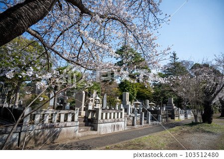 Tama Cemetery during cherry blossom season Tama Cemetery during cherry blossom season 103512480