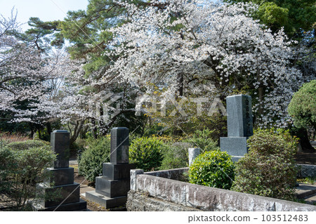 櫻花季的多摩陵園 103512483