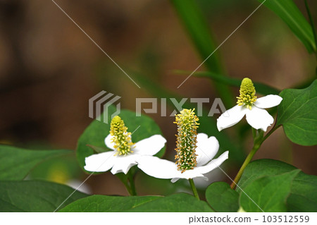 White flowers of Dokudami White flowers of Dokudami 103512559