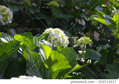 [繡球花] 公園休息處盛開的花朵 103512617