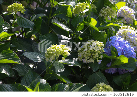 [繡球花] 公園休息處盛開的花朵 103512619
