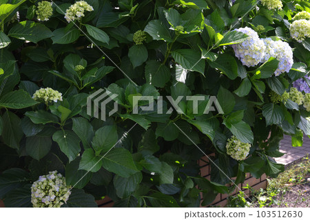 [繡球花] 公園休息處盛開的花朵 103512630