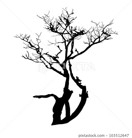 Tree silhouette icon isolated on white background Tree silhouette icon isolated on white background 103512647