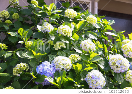 [繡球花] 公園休息處盛開的花朵 103512653