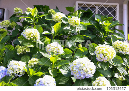 [繡球花] 公園休息處盛開的花朵 103512657