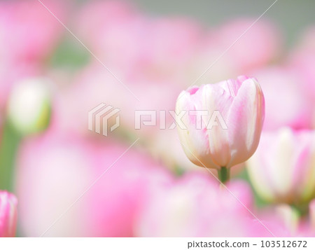 北海道的鬱金香領域瀧野suzuran丘陵公園 103512672